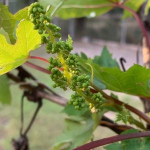 Meet your Posher, Lee